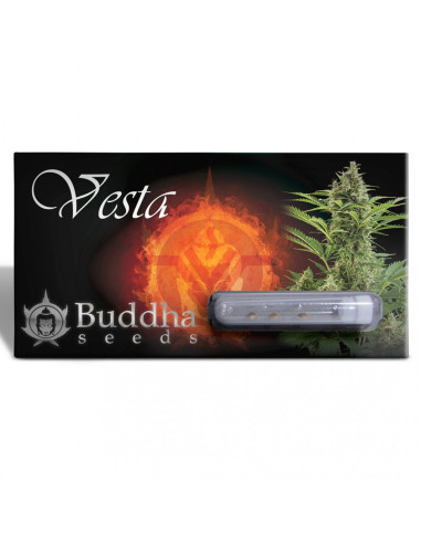 BUDDHA VESTA AUTO 3+1